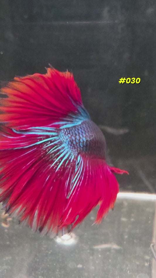 #030 Halfmoon Spidey Boy Male