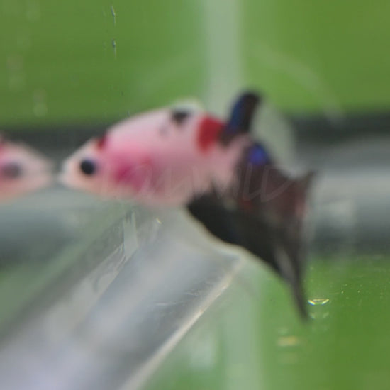 Vibrant Betta splendens from LOMWILD swimming in lush planted tanks. Ethically bred in Florida and fed live foods for bright color and vitality