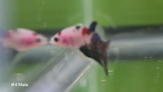 Vibrant Betta splendens from LOMWILD swimming in lush planted tanks. Ethically bred in Florida and fed live foods for bright color and vitality