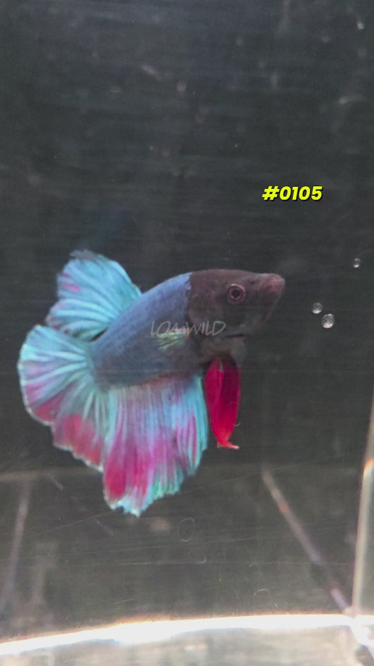 #0105 Purple Skies Halfmoon Male