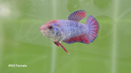 Female Bicolor Halfmoon Plakat Betta #60