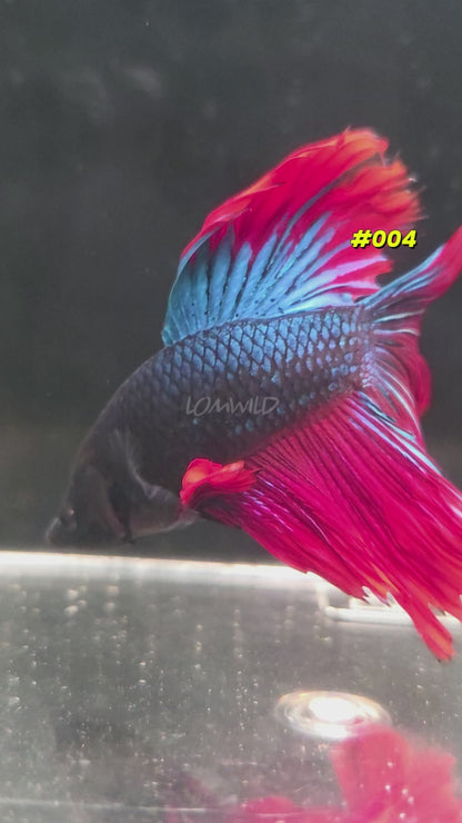 Male Betta Fish #004