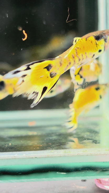 LRB Rainbow Tiger Endlers | Breeding Pair | LOMWILD
