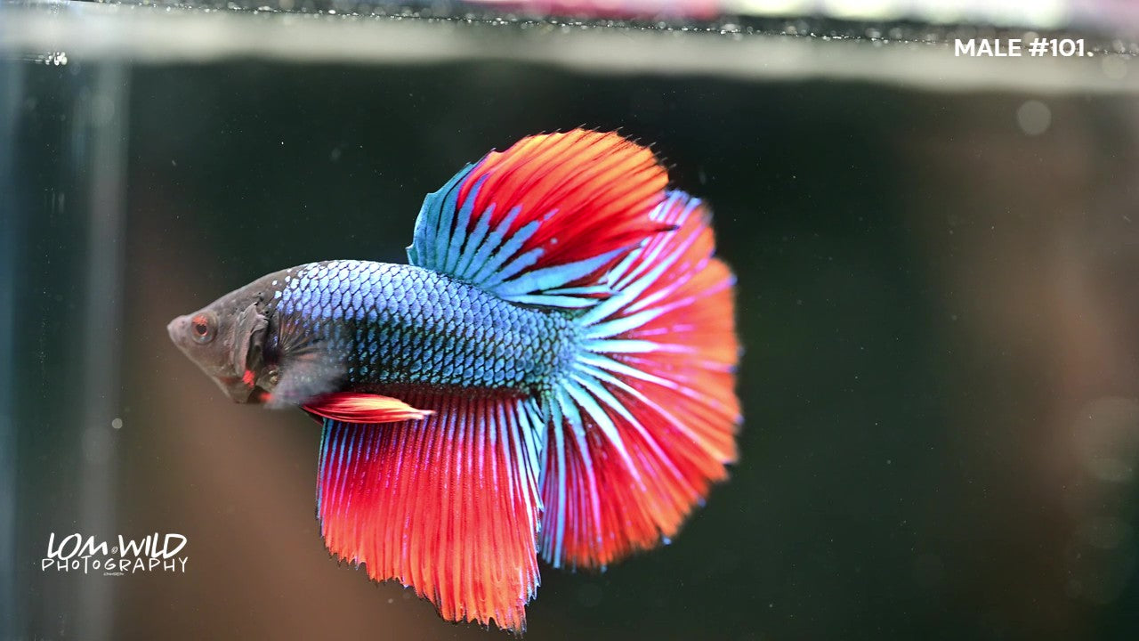 HALFMOON MALE BETTA fish LOMWILD