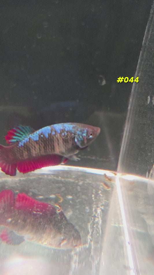 #044 Halfmoon Plakat Spidey Boy Female