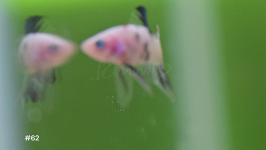 Male Koi Halfmoon Plakat Betta #62