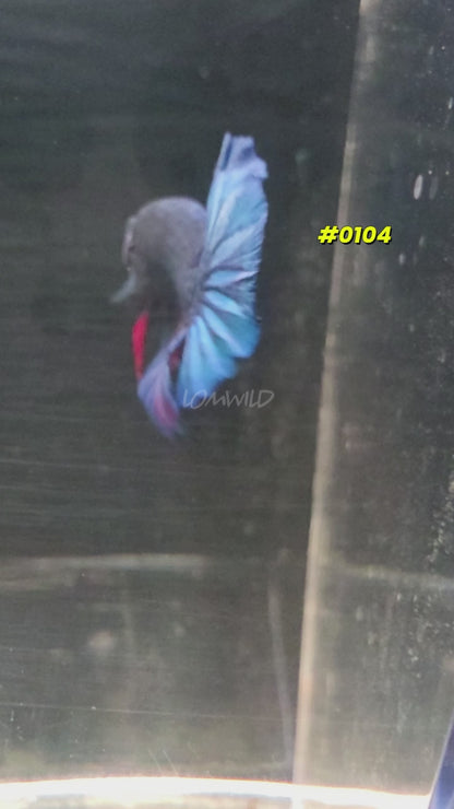 #0104 Purple Skies Halfmoon Plakat Male