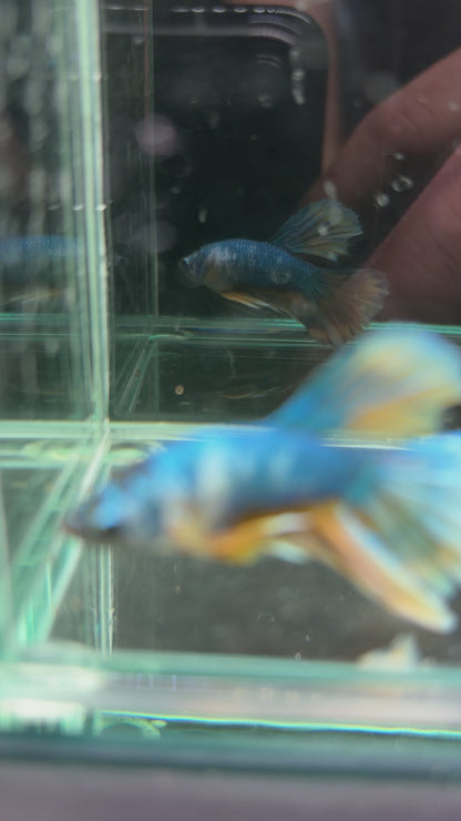 Pastel Male Juvenile Halfmoon Betta