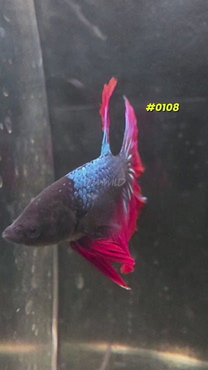 #0108 Halfmoon Spidey Boy Male