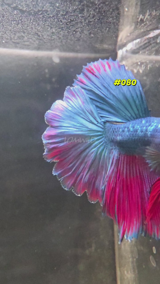 #080 Purple Skies Halfmoon Rosetail Male