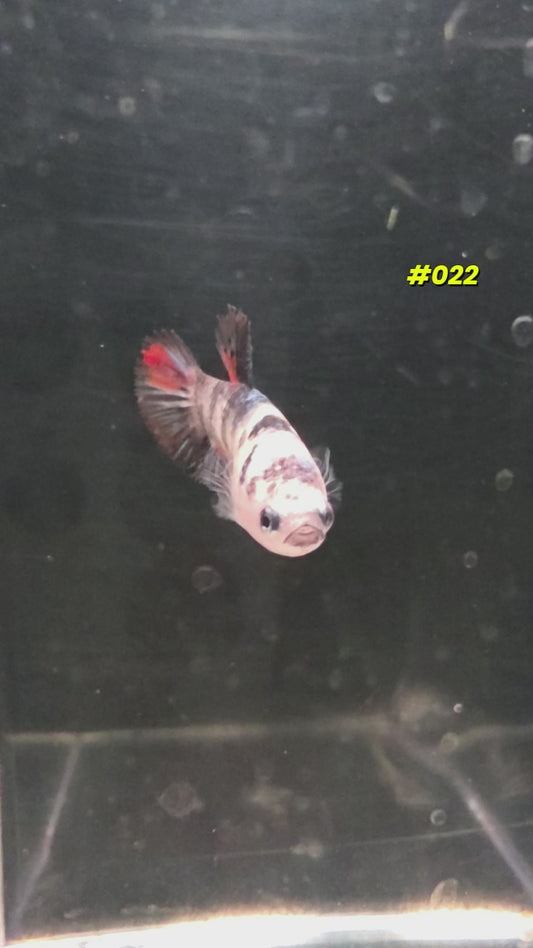 #022 Halfmoon Plakat Koi Female