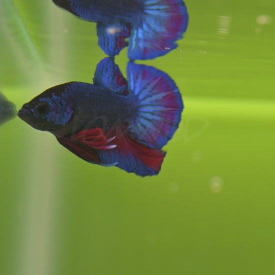 Healthy U.S.-raised Bettas showing natural behavior and vivid coloration in all-natural planted aquariums. Available at lomwild.com
