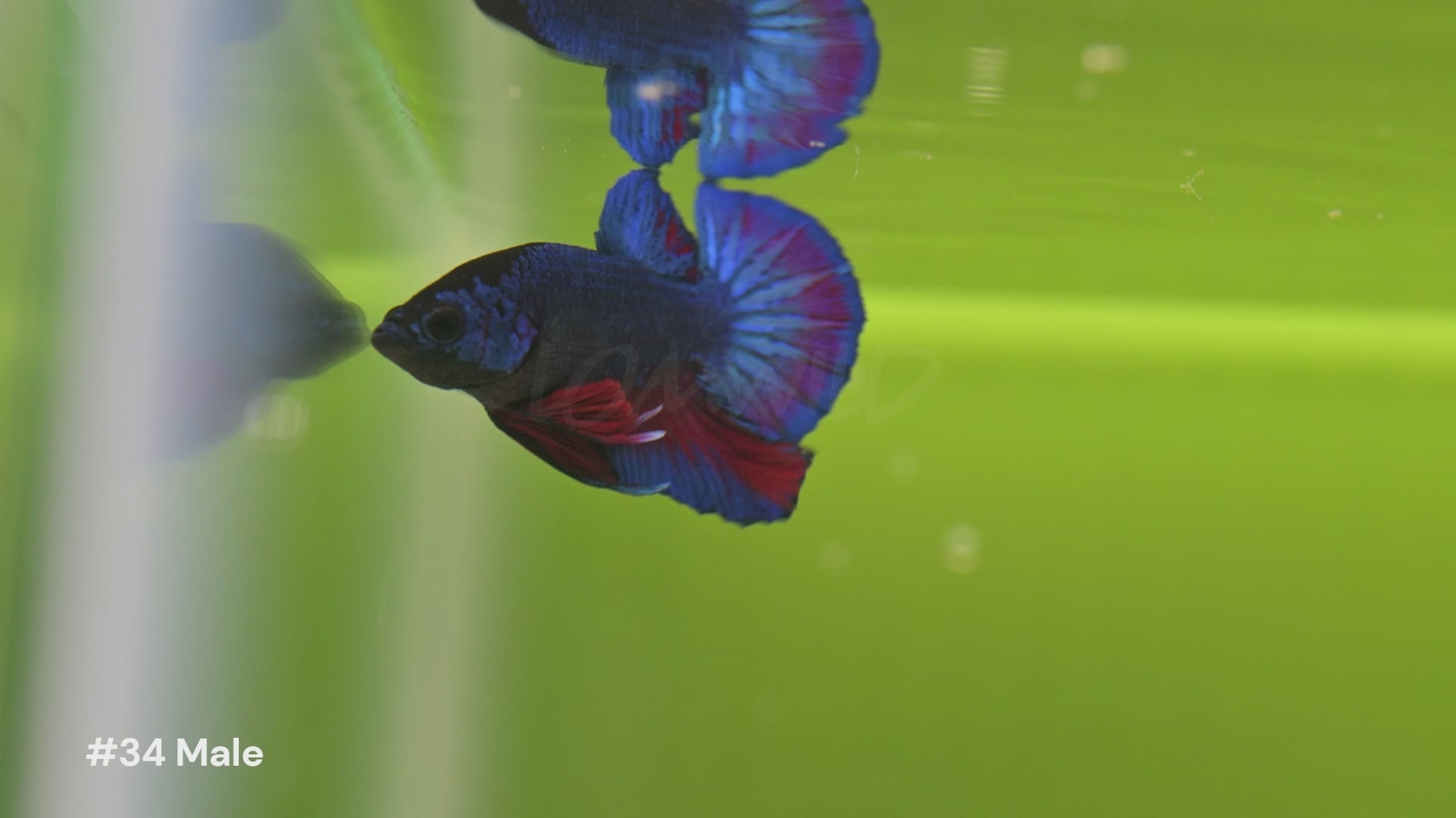 Healthy U.S.-raised Bettas showing natural behavior and vivid coloration in all-natural planted aquariums. Available at lomwild.com
