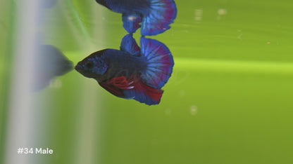 Healthy U.S.-raised Bettas showing natural behavior and vivid coloration in all-natural planted aquariums. Available at lomwild.com