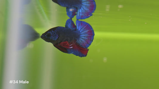 Healthy U.S.-raised Bettas showing natural behavior and vivid coloration in all-natural planted aquariums. Available at lomwild.com