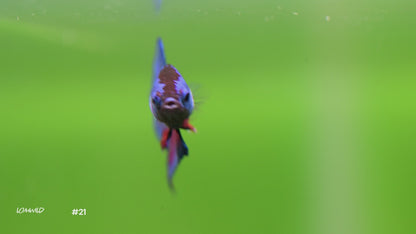 Male Bicolor Halfmoon Plakat Betta #21