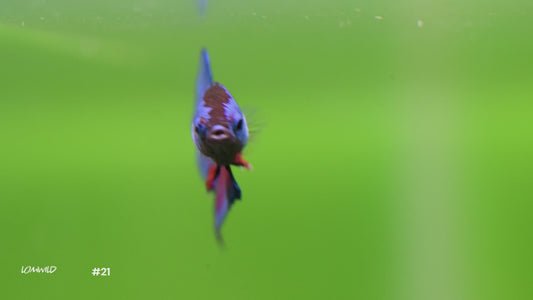 Male Bicolor Halfmoon Plakat Betta #21