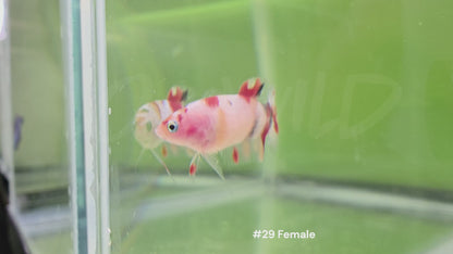 Female Halfmoon Plakat Koi Betta #29
