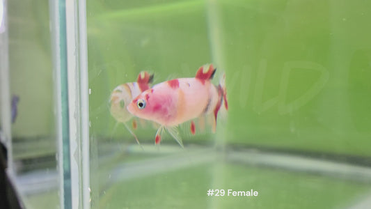Female Halfmoon Plakat Koi Betta #29