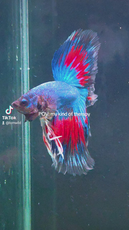 #135 Premium Male Over Halfmoon Betta Fish USA Bred LOMWILD Quality Line