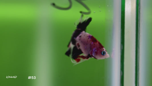 Male Halfmoon Plakat Koi Betta #53