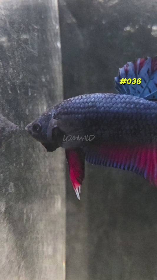 Betta Fish #036