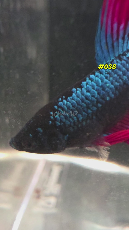 #038 Halfmoon Spidey Boy Male