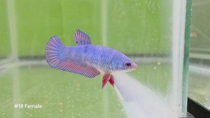 Female Bicolor Halfmoon Plakat Betta #19