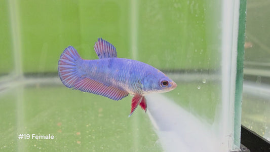 Female Bicolor Halfmoon Plakat Betta #19