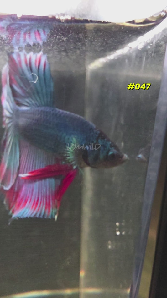 #047 Purple Skies Halfmoon Male