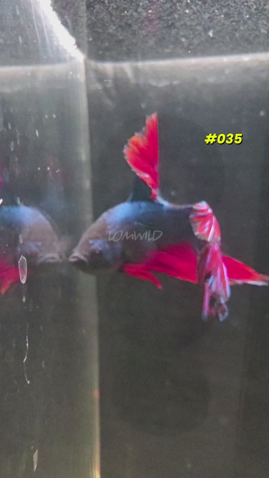 #035 Halfmoon Spidey Boy Male