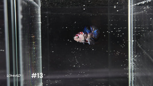 Male Halfmoon Plakat Koi Betta #13