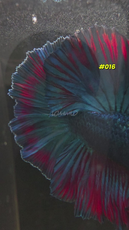 #016 Male Purple Skies Halfmoon Betta Fish