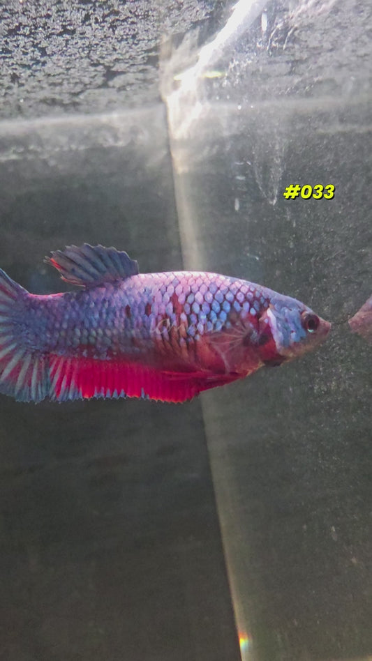 #033 Purple Skies Halfmoon Plakat Female