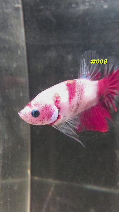 Male Halfmoon Plakat Koi Betta Fish #008