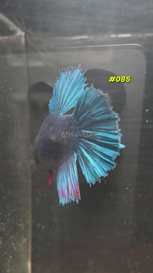 #085 Purple Skies Halfmoon Female