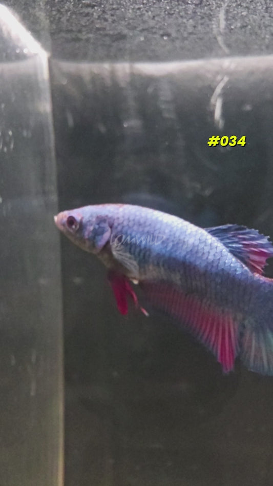 #034 Purple Skies Halfmoon Plakat Female