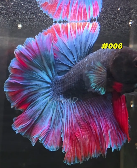 Purple Skies Male Rosetail Halfmoon Betta Fish - Limited! - LOMWILD