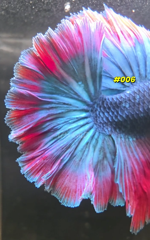 Purple Skies Male Rosetail Halfmoon Betta Fish - Limited! - LOMWILD