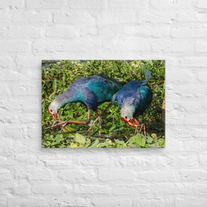 Purple Swamphen Wildlife Photography Print by LOMWILD - LOMWILD