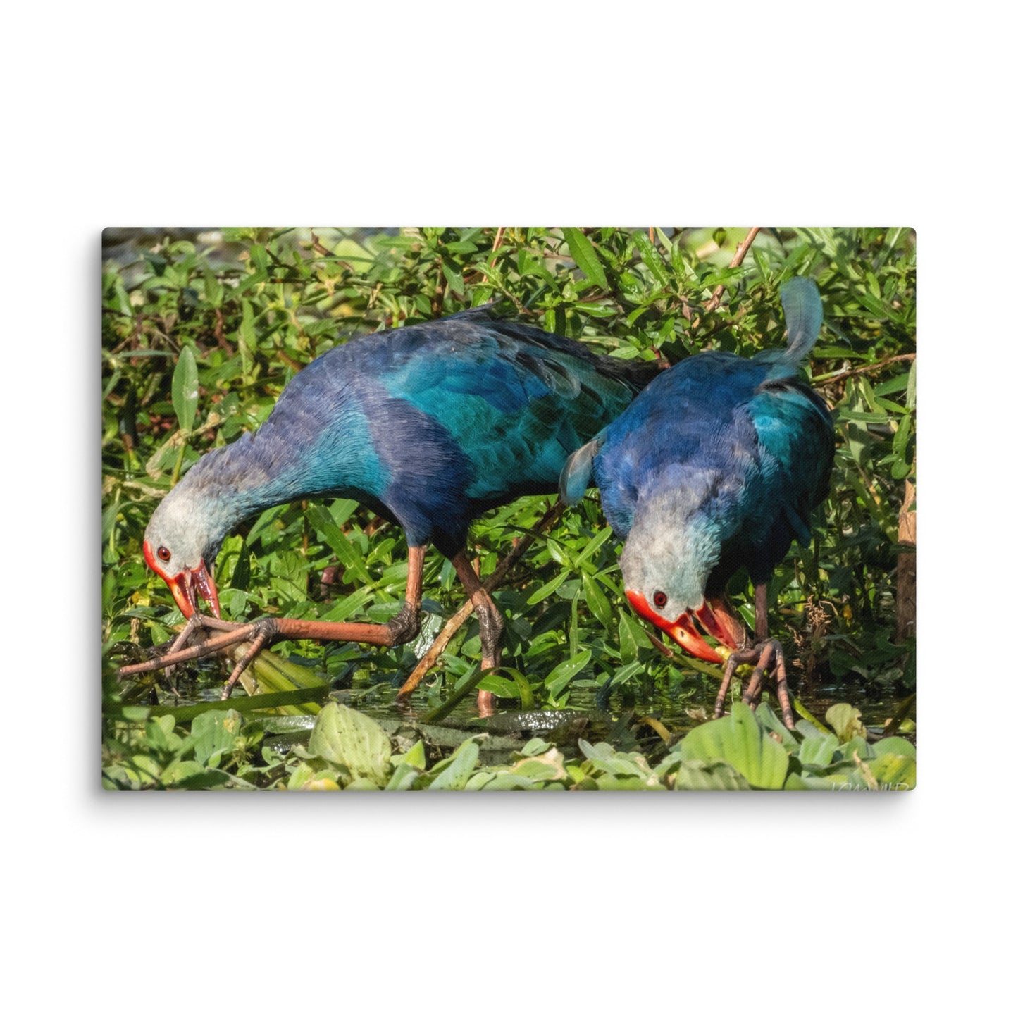 Purple Swamphen Wildlife Photography Print by LOMWILD - LOMWILD