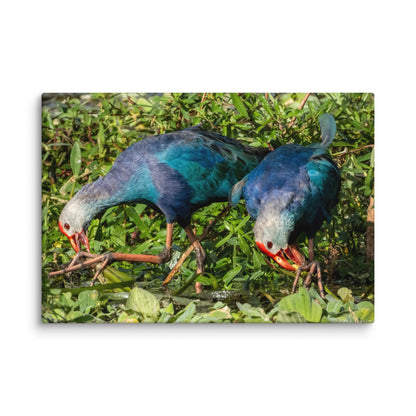 Purple Swamphen Wildlife Photography Print by LOMWILD - LOMWILD