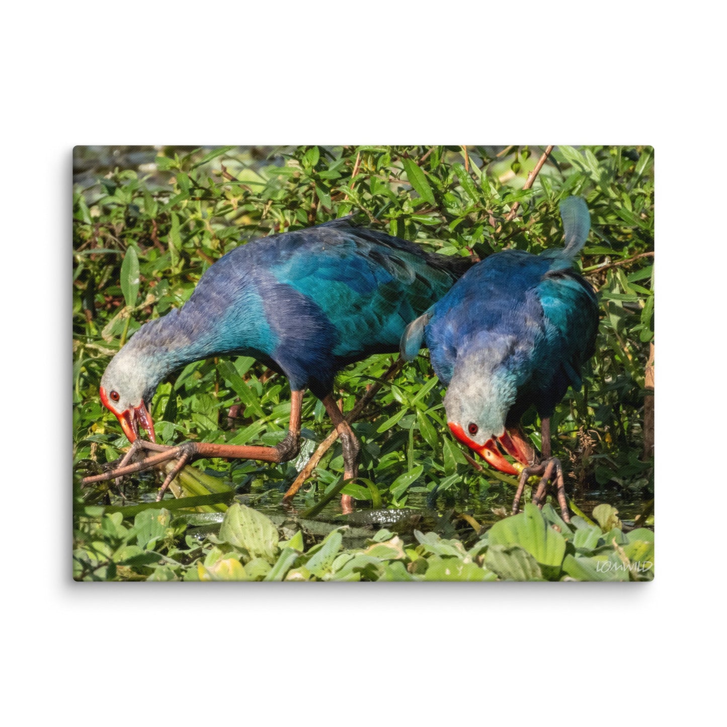 Purple Swamphen Wildlife Photography Print by LOMWILD - LOMWILD