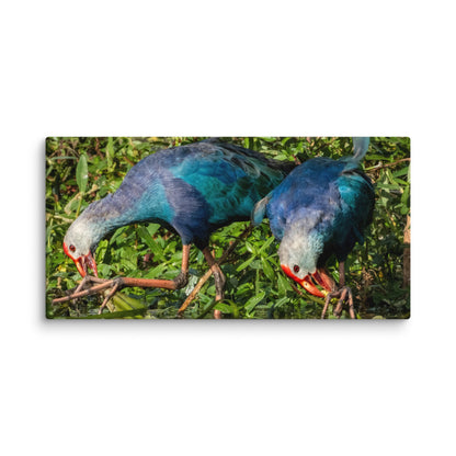 Purple Swamphen Wildlife Photography Print by LOMWILD - LOMWILD
