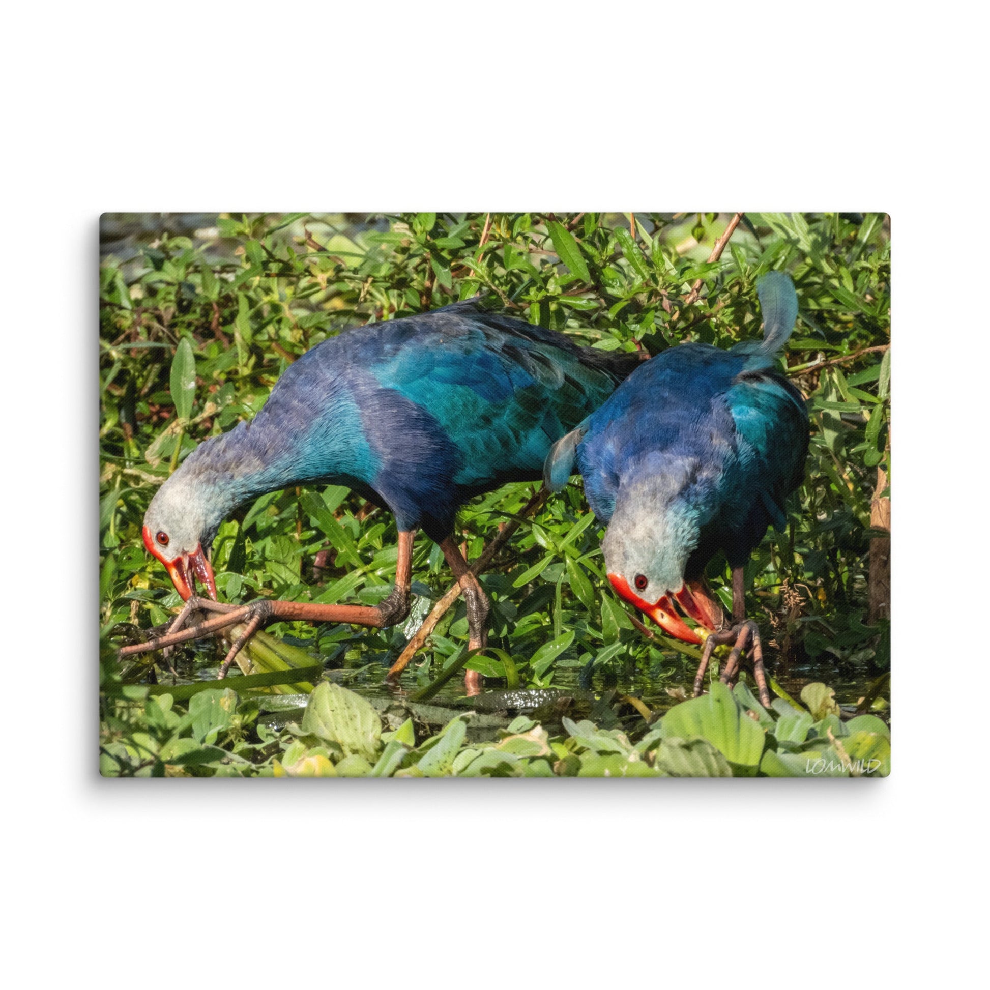 Purple Swamphen Wildlife Photography Print by LOMWILD - LOMWILD
