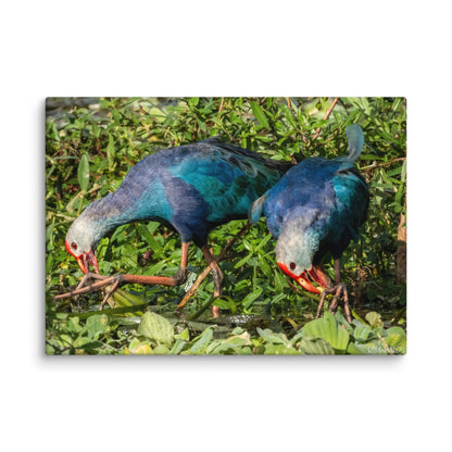 Purple Swamphen Wildlife Photography Print by LOMWILD - LOMWILD