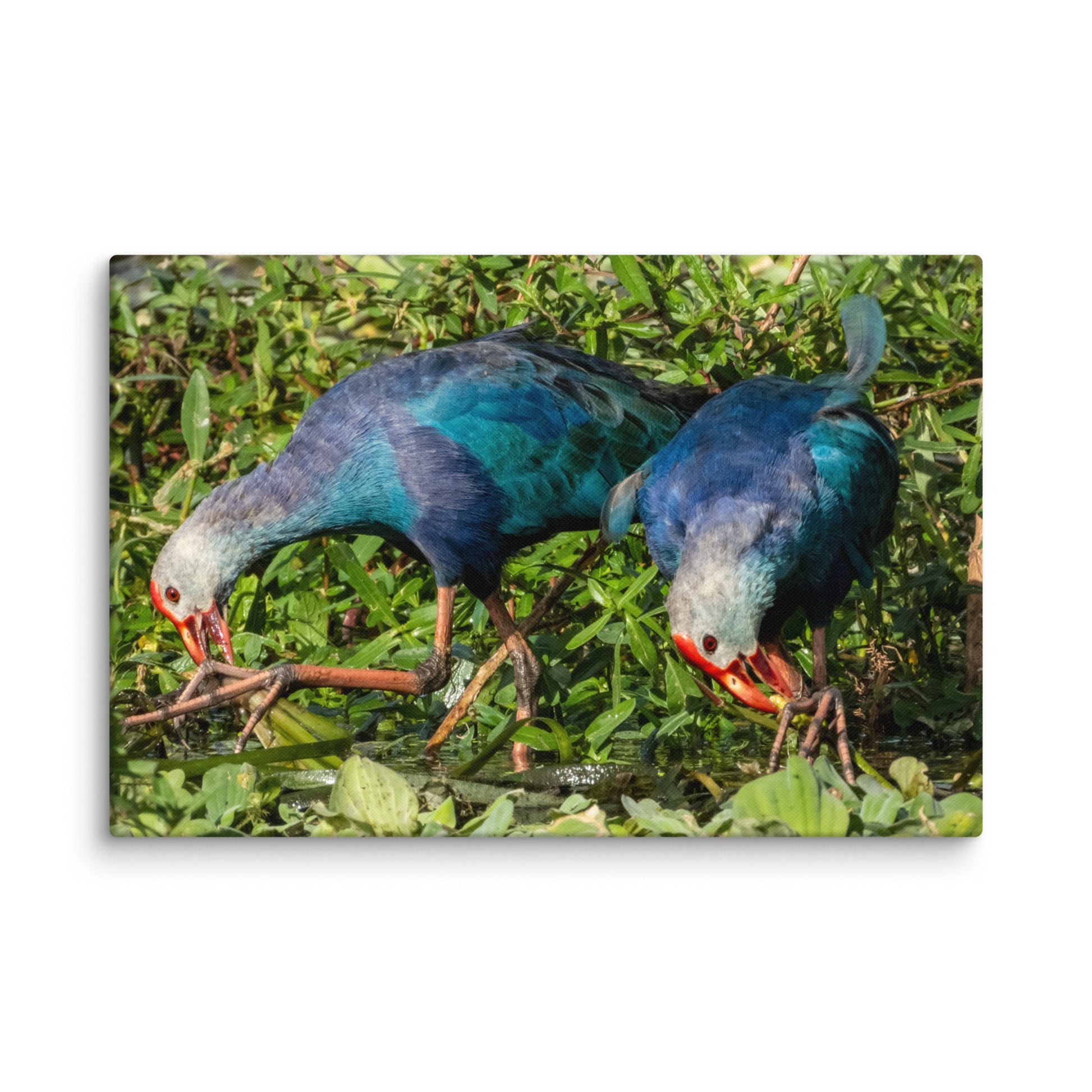Purple Swamphen Wildlife Photography Print by LOMWILD - LOMWILD