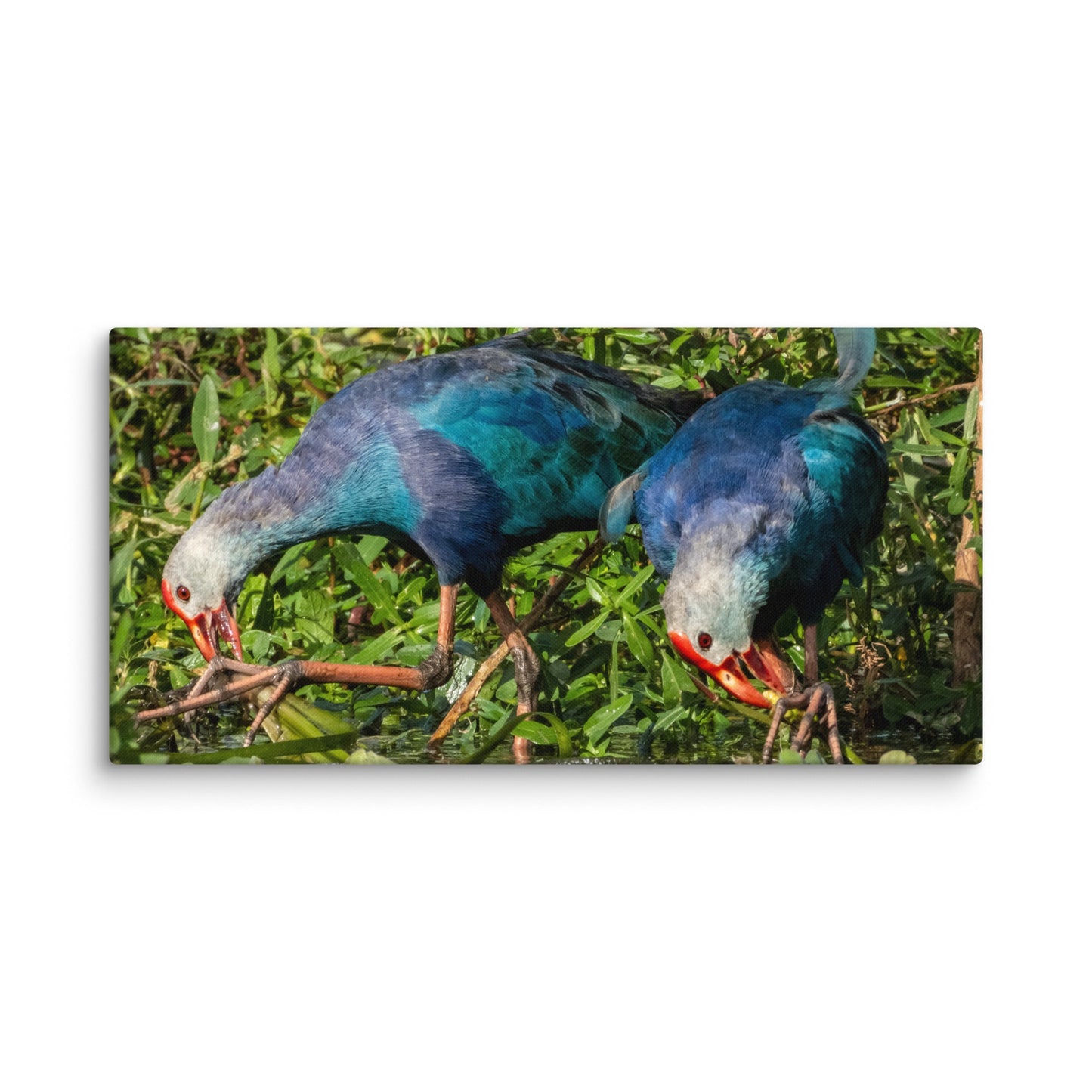 Purple Swamphen Wildlife Photography Print by LOMWILD - LOMWILD