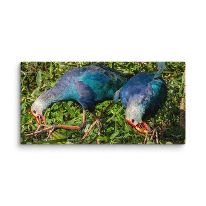 Purple Swamphen Wildlife Photography Print by LOMWILD - LOMWILD