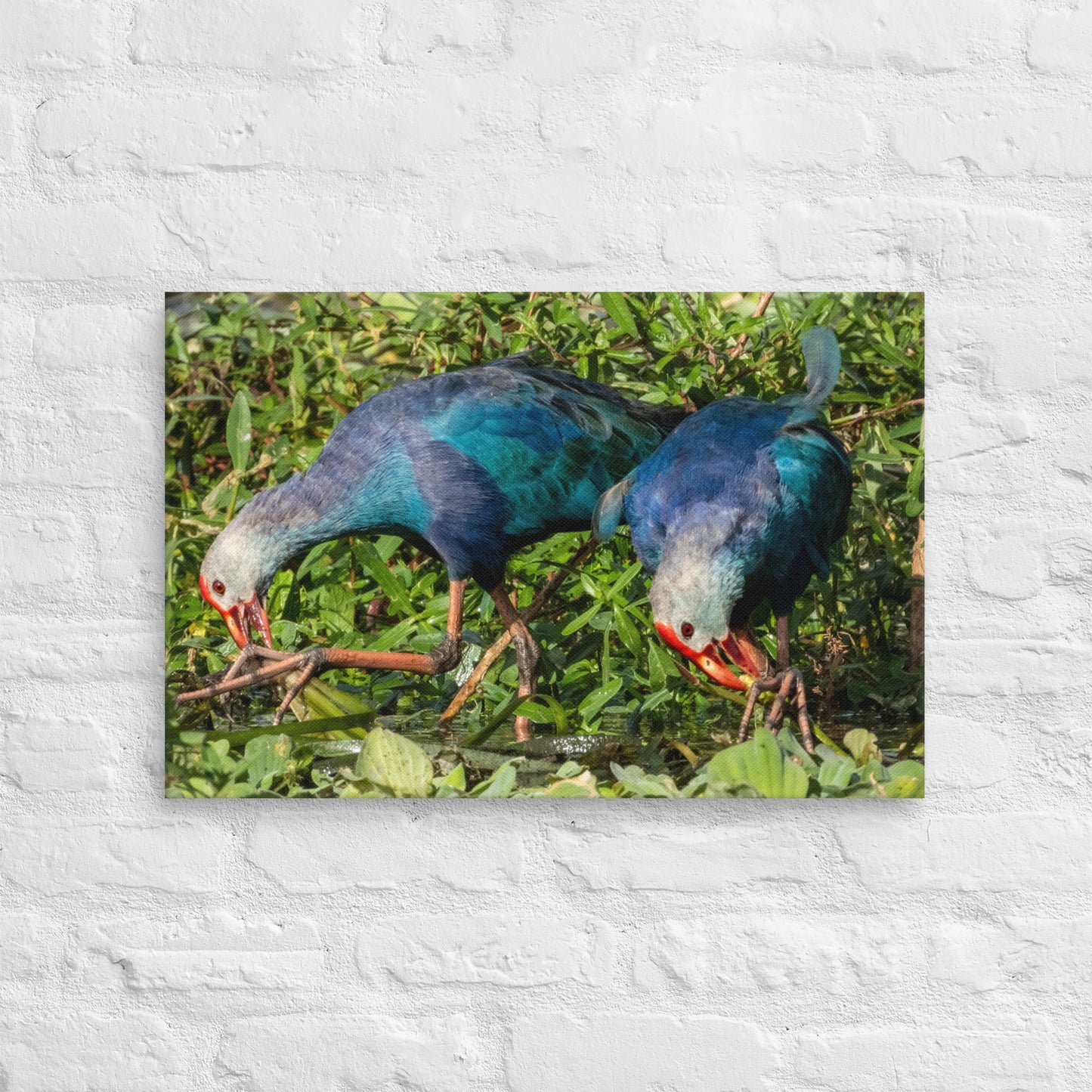 Purple Swamphen Wildlife Photography Print by LOMWILD - LOMWILD